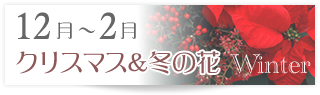 12月～2月 クリスマス＆冬の花